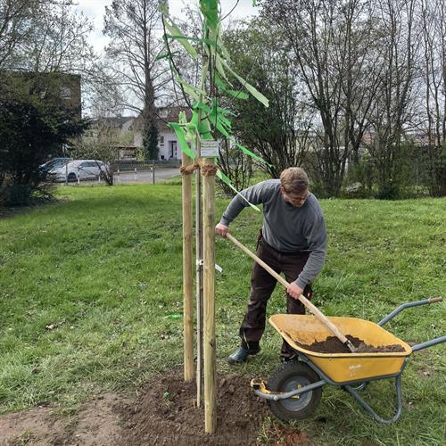 Grüne Initiative: Ein Kirschbaum für das Starkenburg Gymnasium